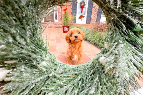 Cute Cavapoo Poodle Mix Pup