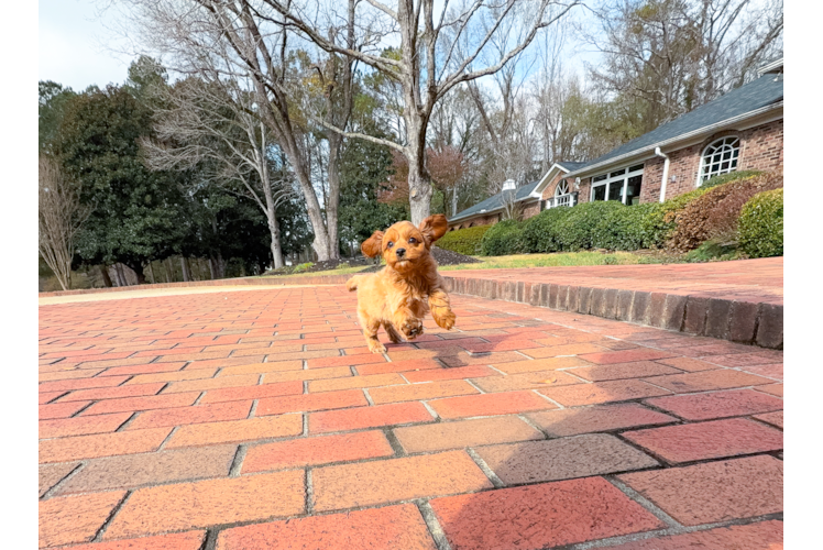 Cute Cavapoo Baby