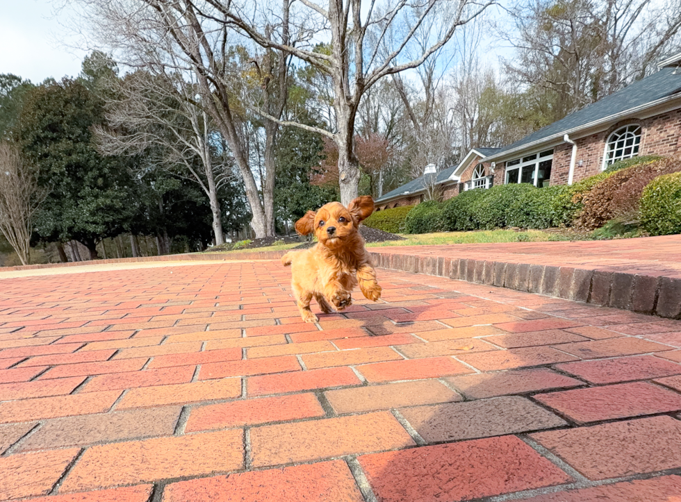 Cute Cavapoo Baby