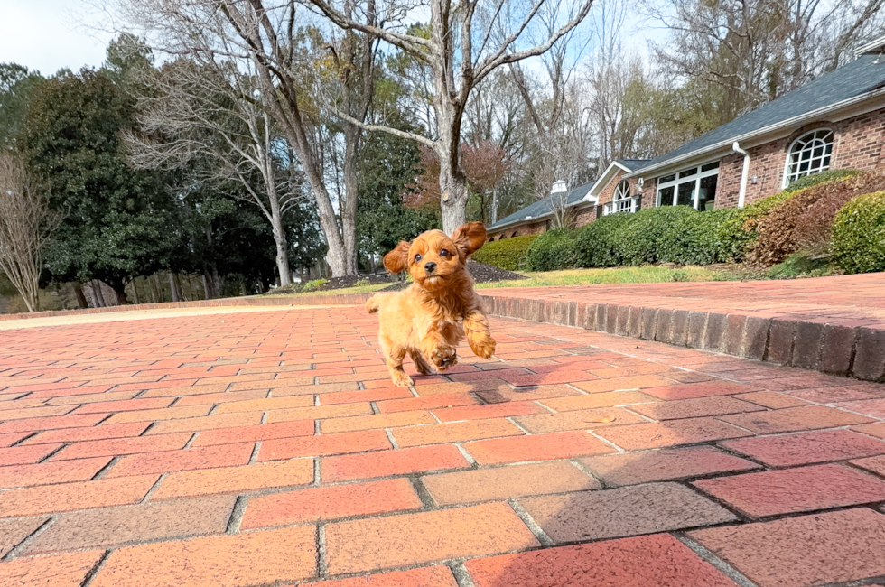 10 week old Cavapoo Puppy For Sale - Simply Southern Pups