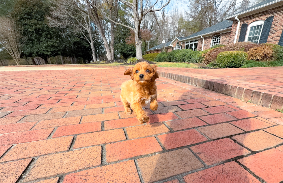Cavapoo Puppy for Adoption