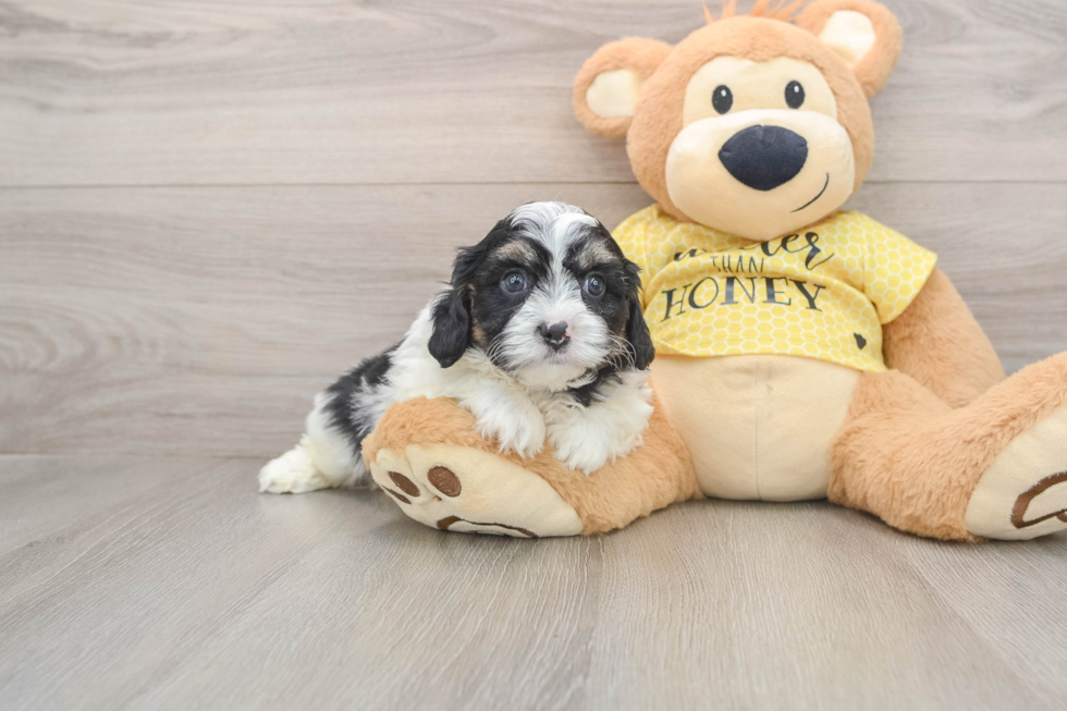 Cavapoo Puppy for Adoption