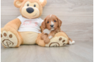 Cavapoo Puppy for Adoption