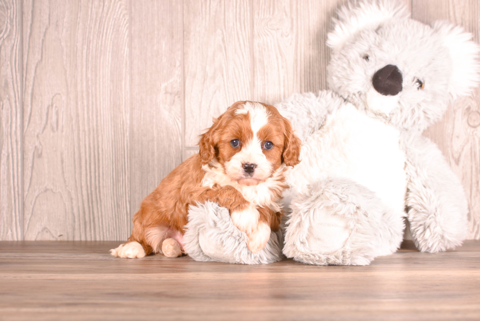 Cute Cavapoo Baby
