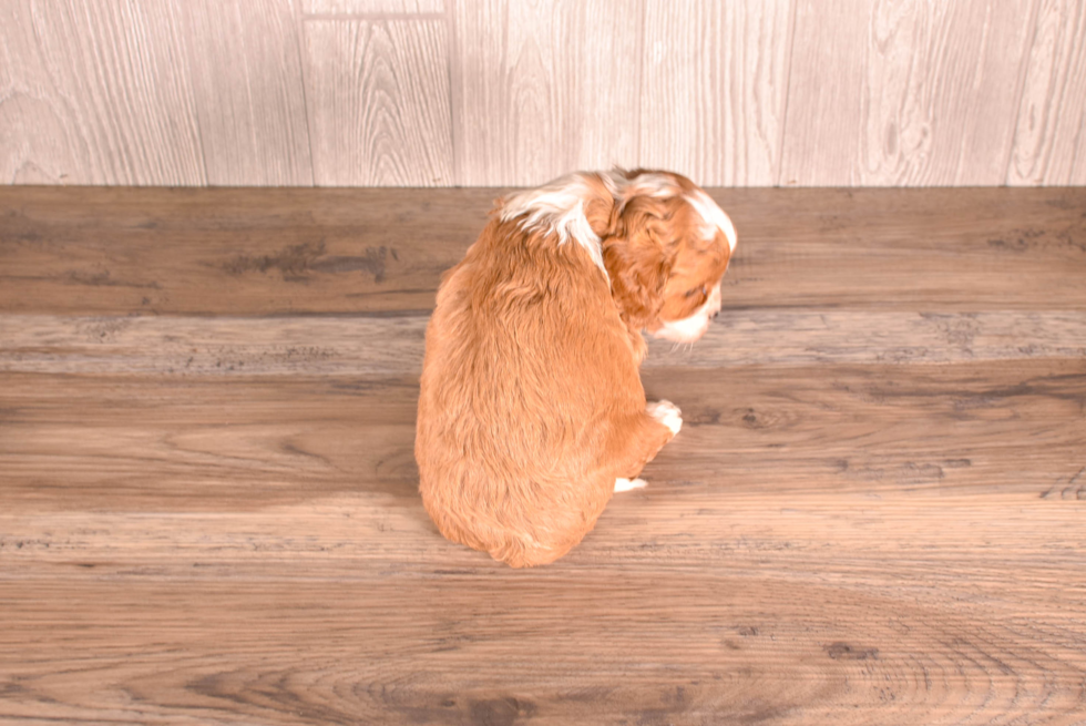 Cavapoo Pup Being Cute