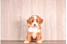 Cute Cavapoo Baby