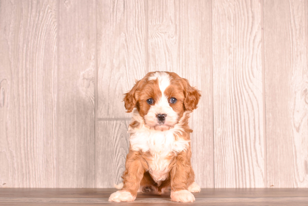 Cute Cavapoo Baby