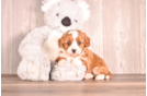 Best Cavapoo Baby