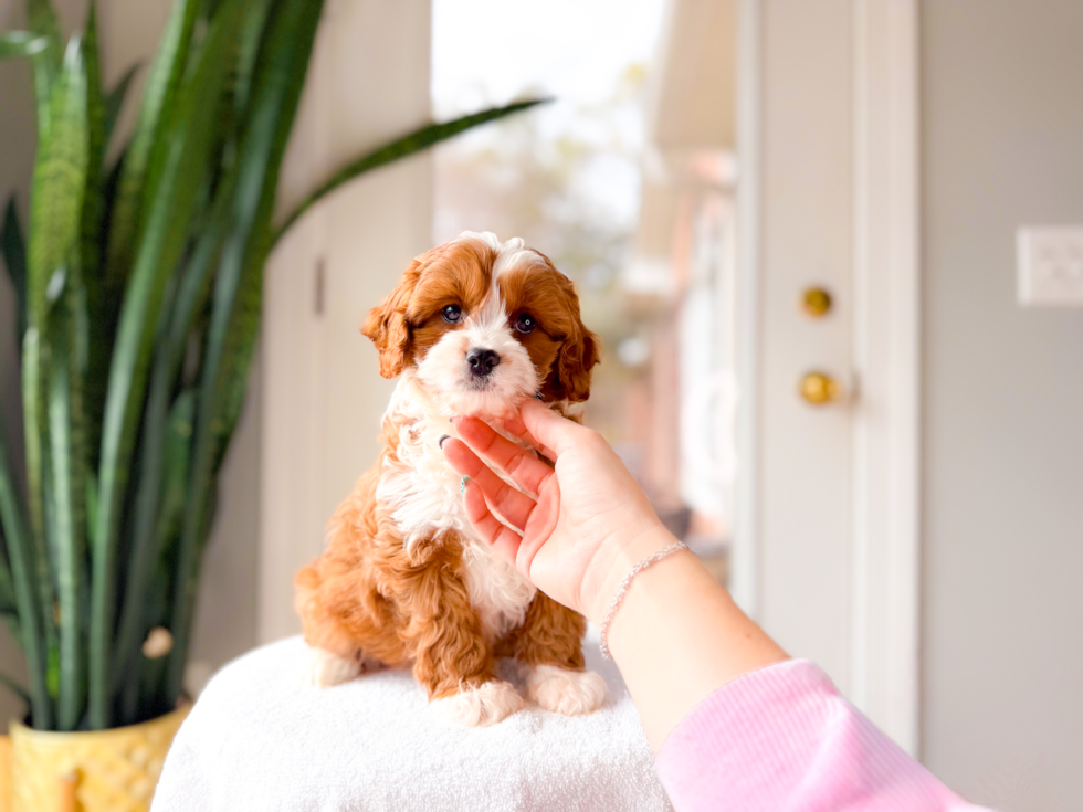 Cute Cavalier King Charles Spaniel and Poodle Mix Poodle Mix Puppy