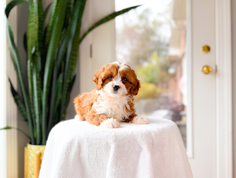 Cute Cavapoo Baby