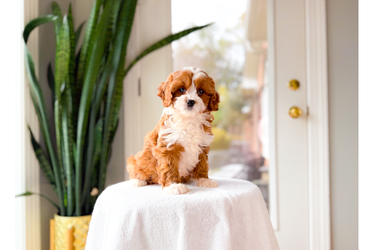 Best Cavapoo Baby