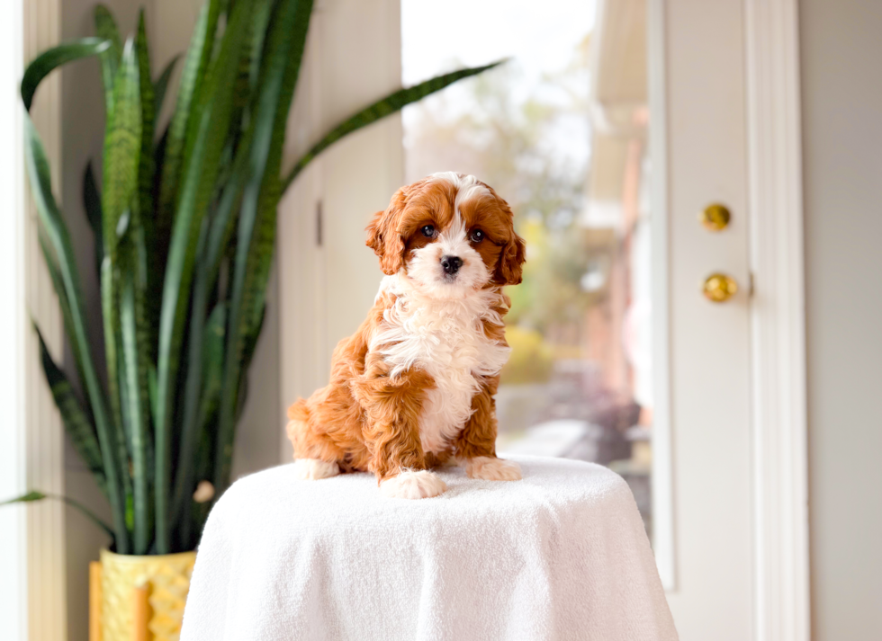 Best Cavapoo Baby