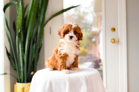 Best Cavapoo Baby