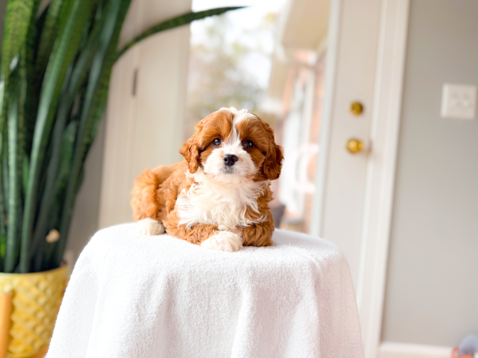 Cute Cavapoo Baby
