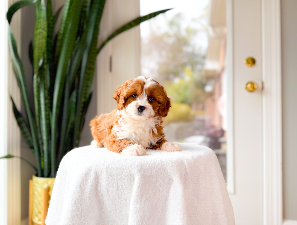 Cute Cavapoo Baby