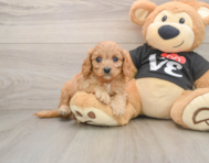7 week old Cavapoo Puppy For Sale - Simply Southern Pups