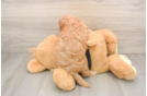 Cavapoo Pup Being Cute