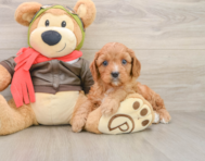 7 week old Cavapoo Puppy For Sale - Simply Southern Pups