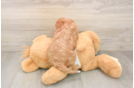 Funny Cavapoo Poodle Mix Pup