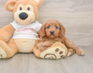 9 week old Cavapoo Puppy For Sale - Simply Southern Pups
