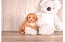 Cute Cavapoo Poodle Mix Pup
