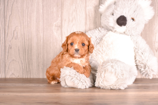Cute Cavapoo Poodle Mix Pup