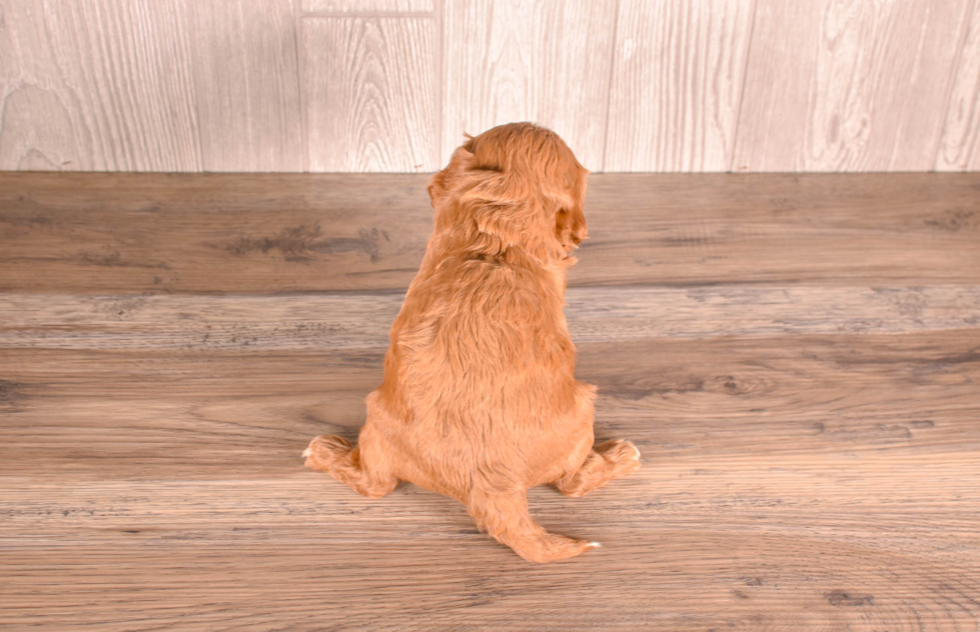 Cute Cavapoodle Poodle Mix Puppy