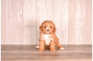 Cavapoo Puppy for Adoption