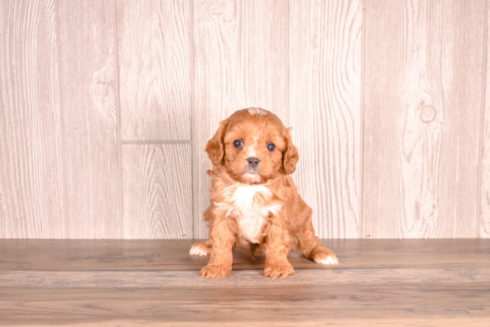 Cavapoo Puppy for Adoption