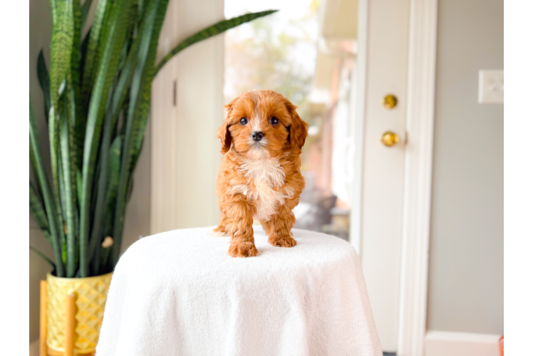 Cavapoo Pup Being Cute