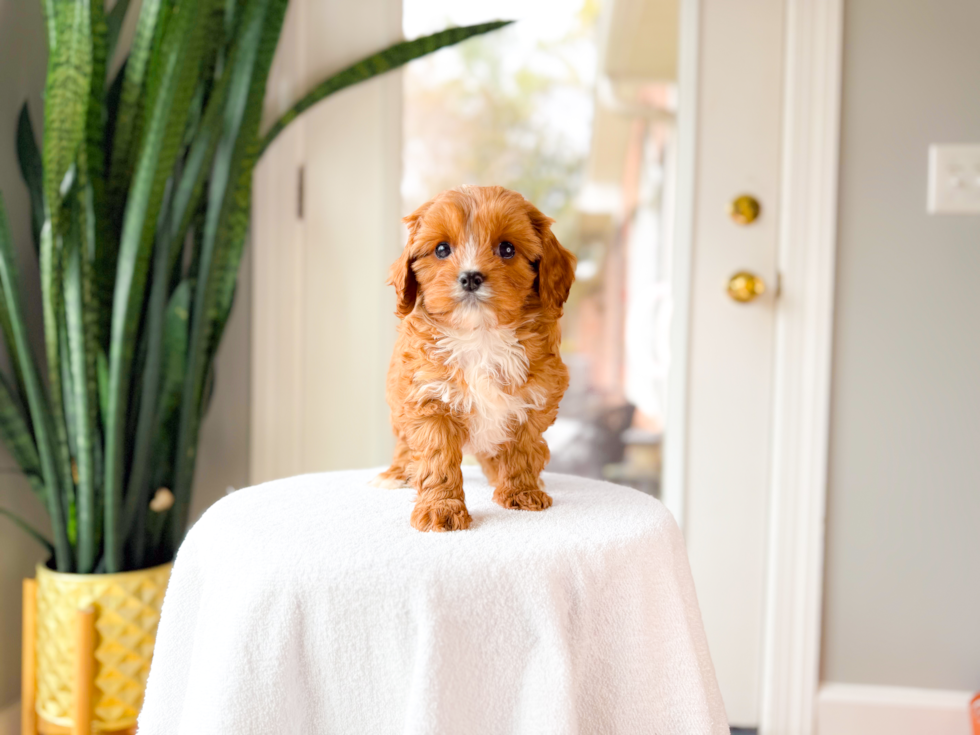 Cavapoo Pup Being Cute