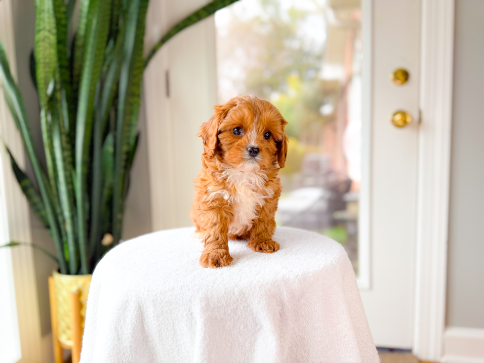 Best Cavapoo Baby