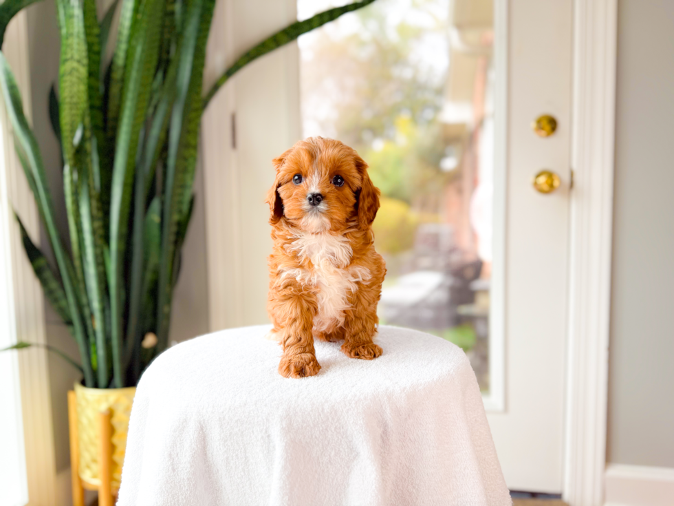 Best Cavapoo Baby