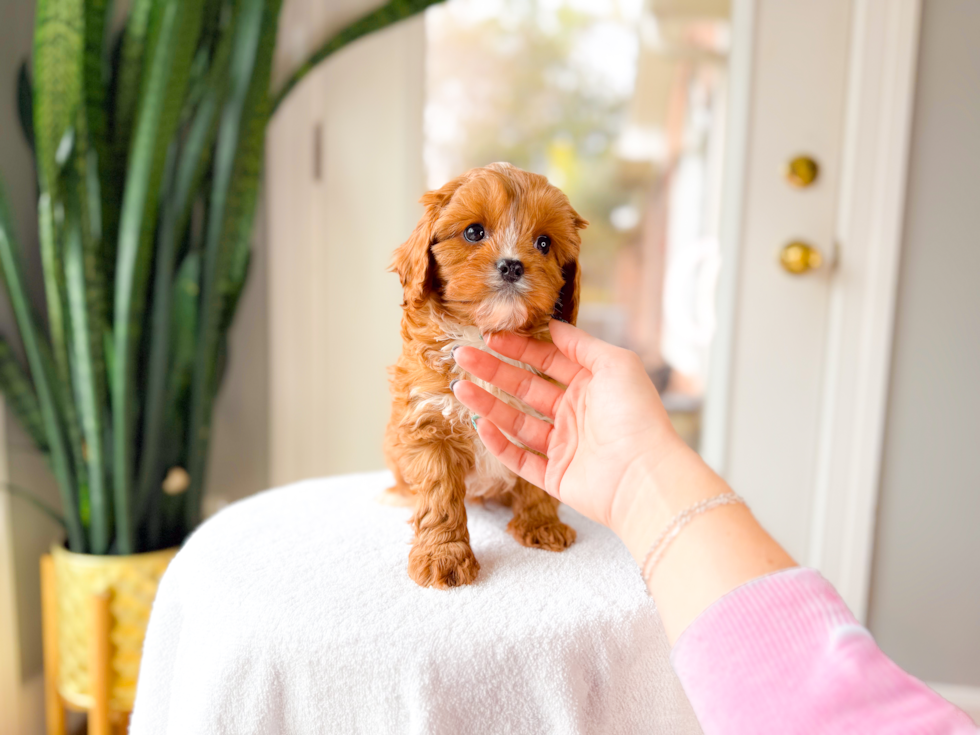 Cavapoo Pup Being Cute