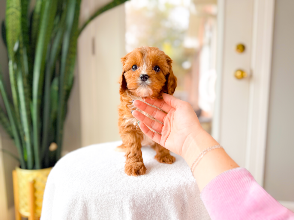 Best Cavapoo Baby
