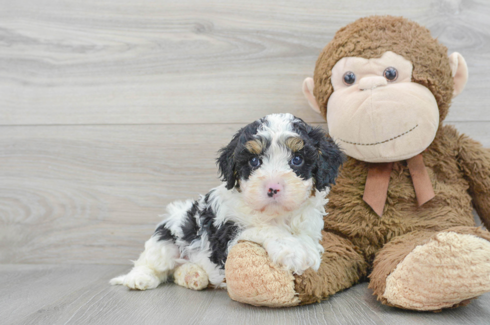 5 week old Cavapoo Puppy For Sale - Simply Southern Pups
