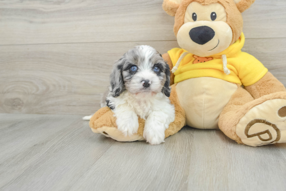 Cavapoo Puppy for Adoption