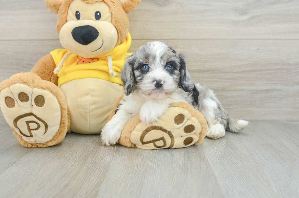 6 week old Cavapoo Puppy For Sale - Simply Southern Pups