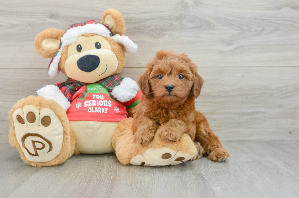 5 week old Cavapoo Puppy For Sale - Simply Southern Pups