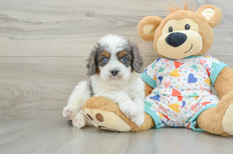 5 week old Cavapoo Puppy For Sale - Simply Southern Pups