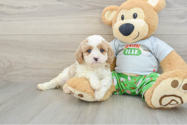 Energetic Cavoodle Poodle Mix Puppy