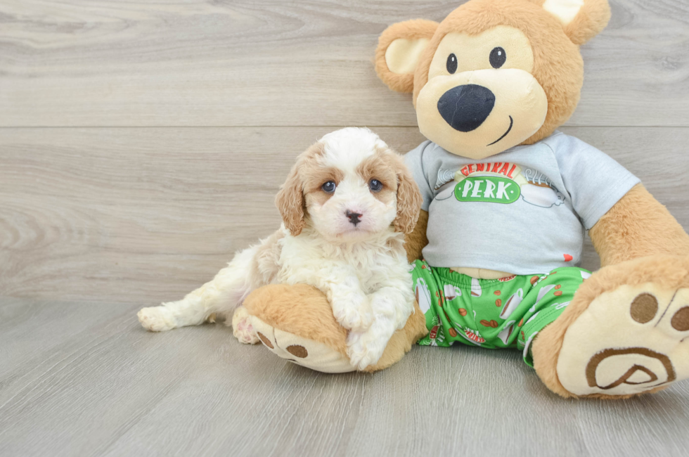 7 week old Cavapoo Puppy For Sale - Simply Southern Pups