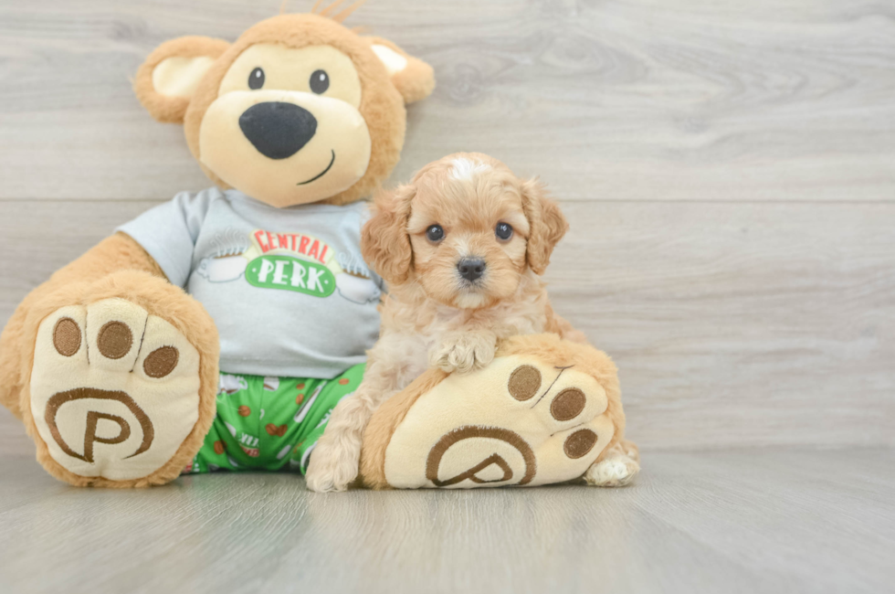 5 week old Cavapoo Puppy For Sale - Simply Southern Pups