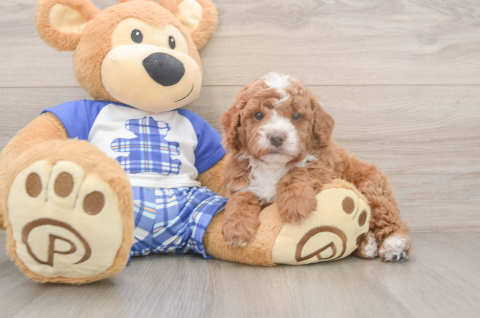 5 week old Cavapoo Puppy For Sale - Simply Southern Pups