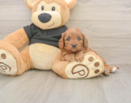 7 week old Cavapoo Puppy For Sale - Simply Southern Pups