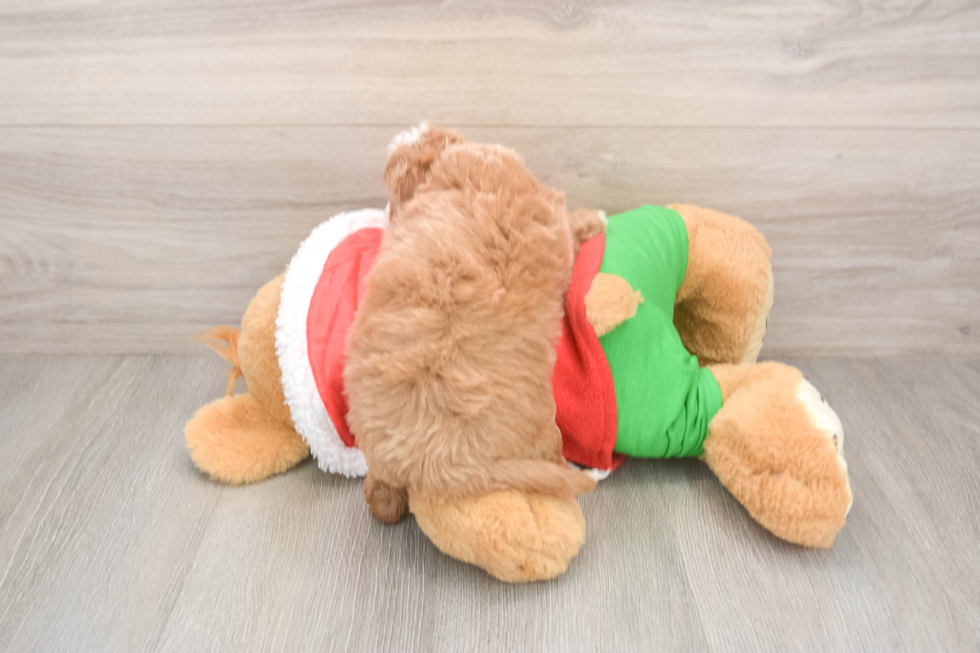 Cavapoo Pup Being Cute