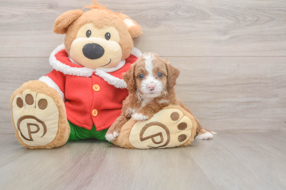 5 week old Cavapoo Puppy For Sale - Simply Southern Pups
