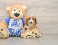 7 week old Cavapoo Puppy For Sale - Simply Southern Pups