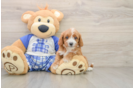 Cavapoo Pup Being Cute