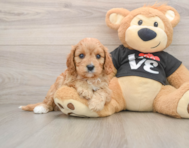 7 week old Cavapoo Puppy For Sale - Simply Southern Pups